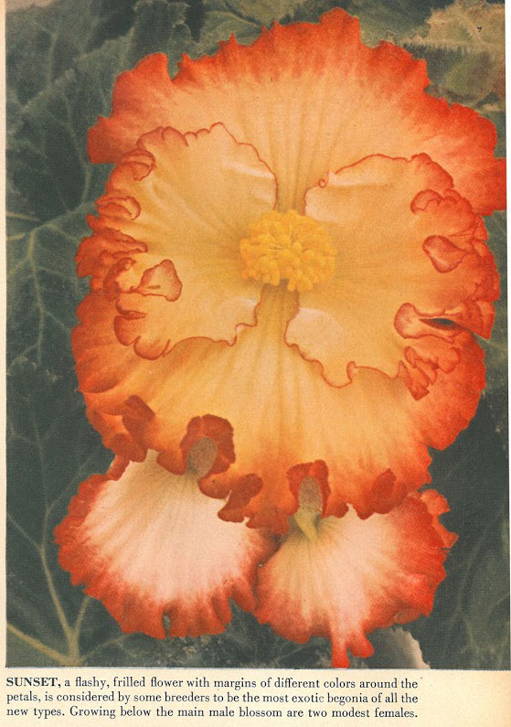 B. ‘Sunset’